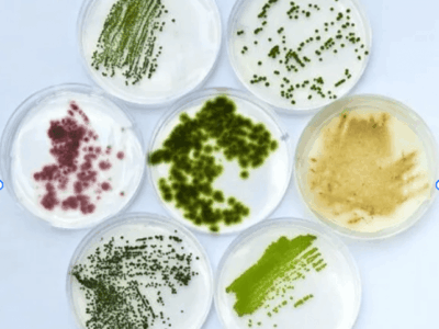 אצות ופוטוסינתזה